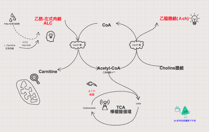 acetyl l carnitine MRM 60| Acetyl-L-CarnitineACL---= -